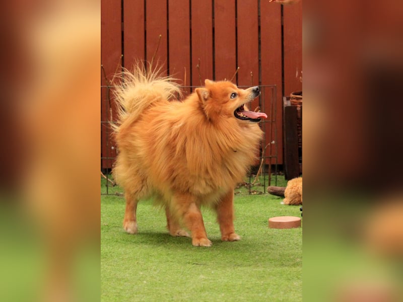 Balu SR – Schatz sucht Ruhe