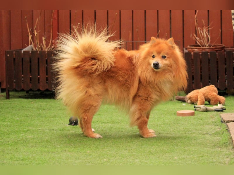 Balu SR – Schatz sucht Ruhe