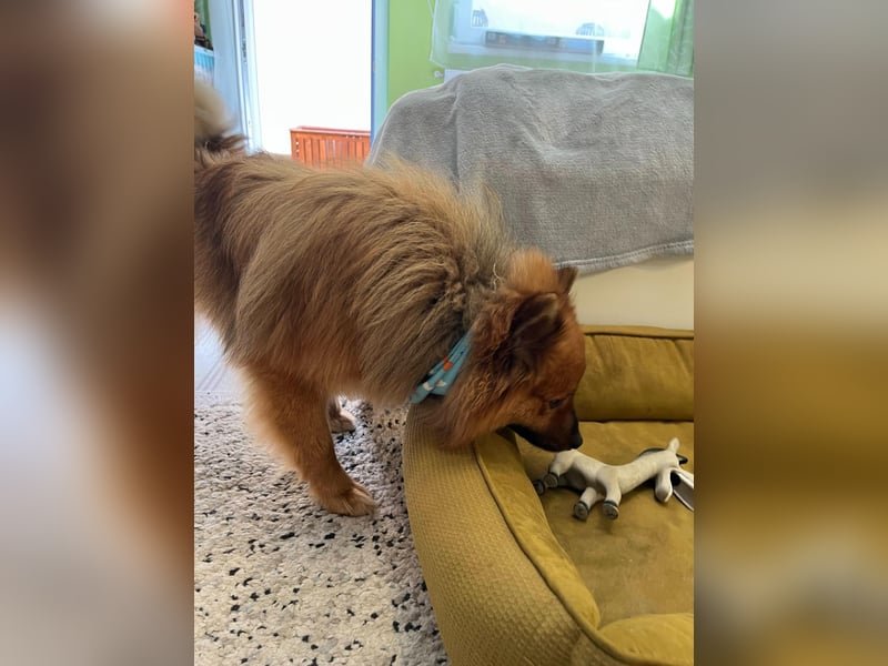 Poldi SR - Sanfter Kuschelfreund sucht ruhiges Zuhause