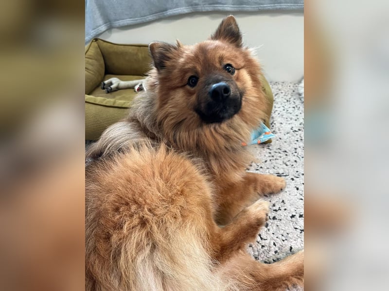 Poldi SR - Sanfter Kuschelfreund sucht ruhiges Zuhause