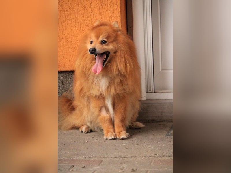 Balu SR – Schatz sucht Ruhe