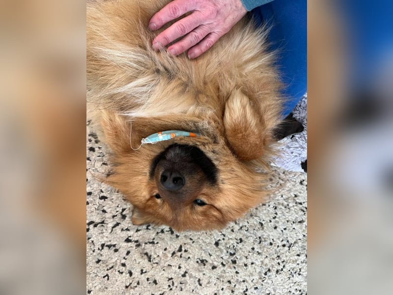 Poldi SR - Sanfter Kuschelfreund sucht ruhiges Zuhause