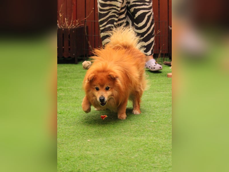 Balu SR – Schatz sucht Ruhe