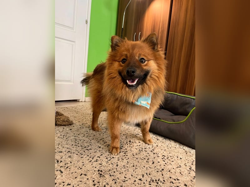 Poldi SR - Sanfter Kuschelfreund sucht ruhiges Zuhause