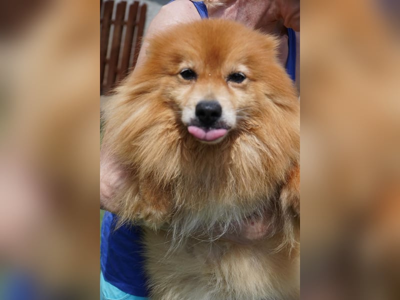 Balu SR – Schatz sucht Ruhe