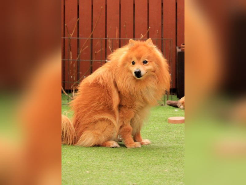 Balu SR – Schatz sucht Ruhe