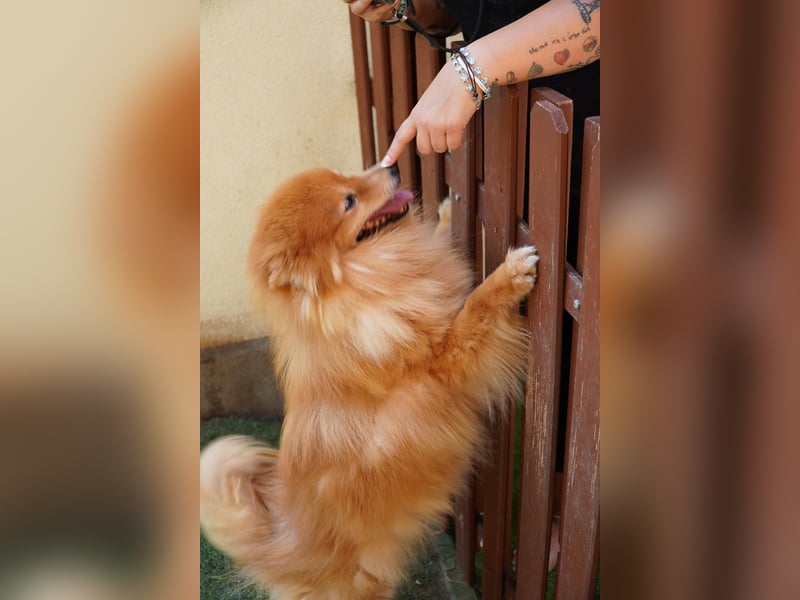Balu SR – Schatz sucht Ruhe