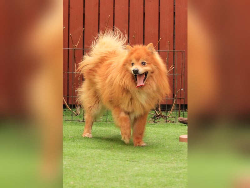 Balu SR – Schatz sucht Ruhe