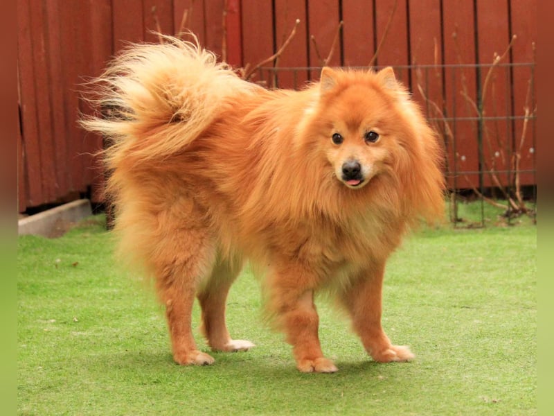 Balu SR – Schatz sucht Ruhe