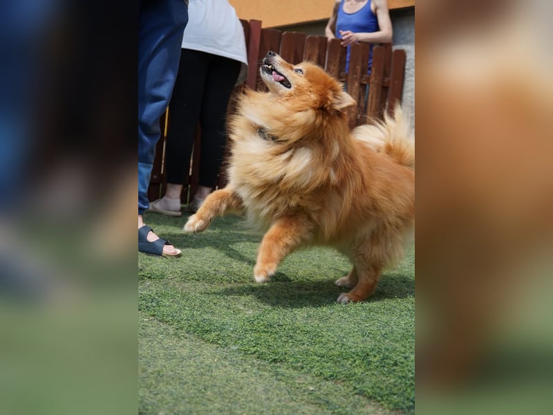 Balu SR – Schatz sucht Ruhe