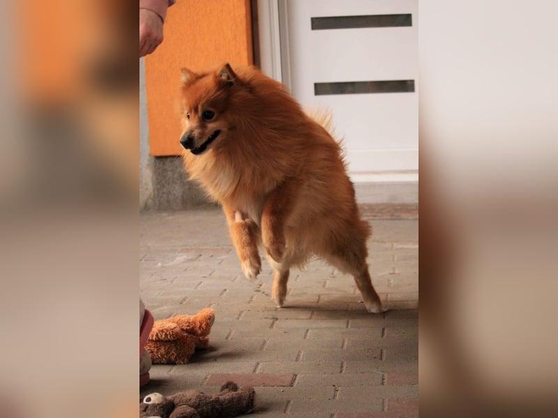 Balu SR – Schatz sucht Ruhe