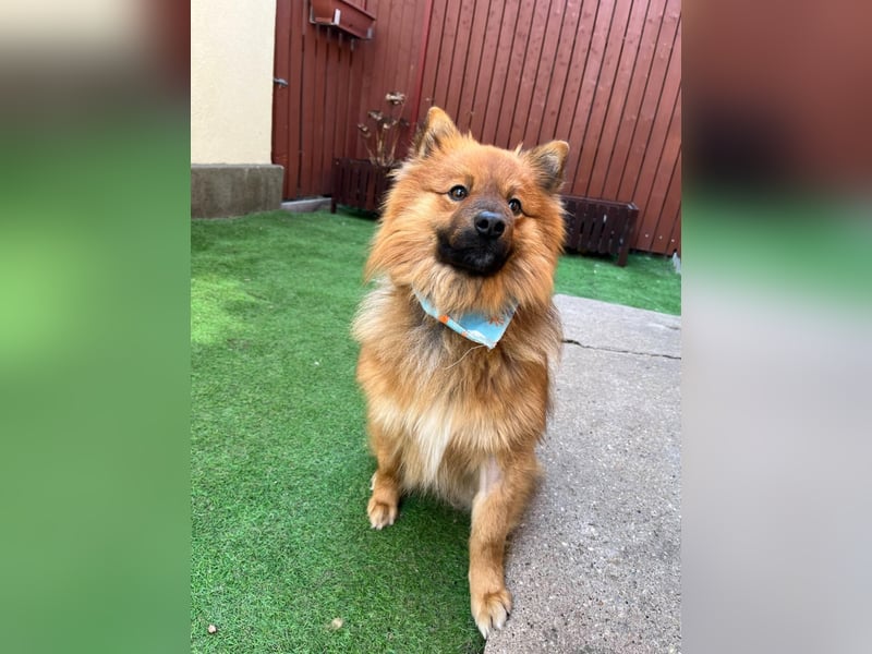 Poldi SR - Sanfter Kuschelfreund sucht ruhiges Zuhause