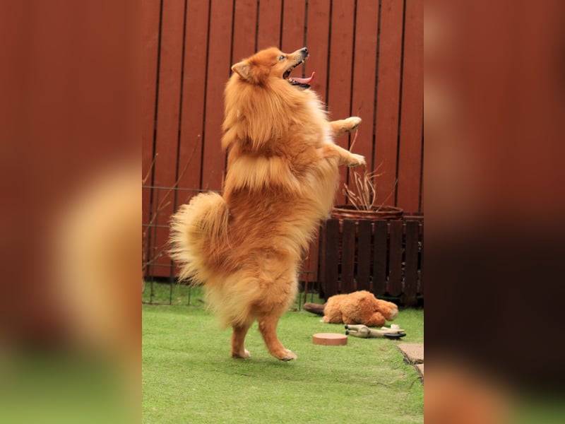 Balu SR – Schatz sucht Ruhe