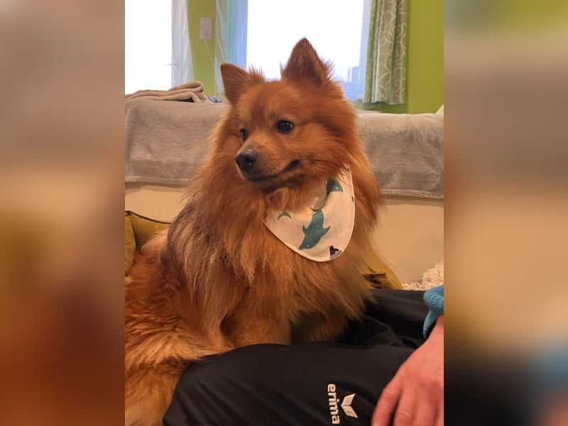 Toffi SR - freundlicher Charmeur sucht sein Zuhause