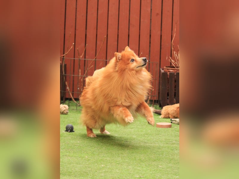 Balu SR – Schatz sucht Ruhe
