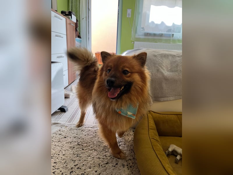Poldi SR - Sanfter Kuschelfreund sucht ruhiges Zuhause