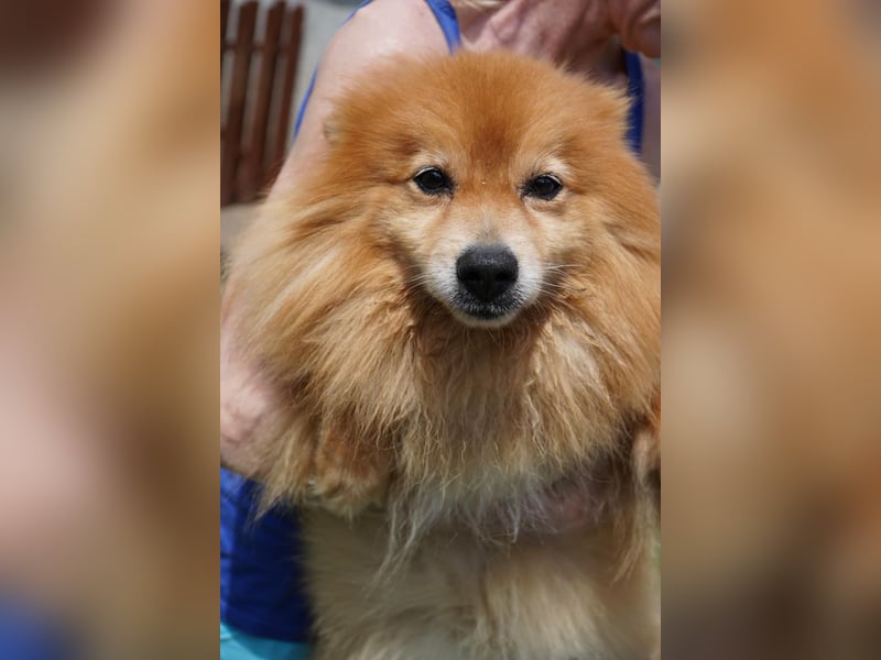 Balu SR – Schatz sucht Ruhe