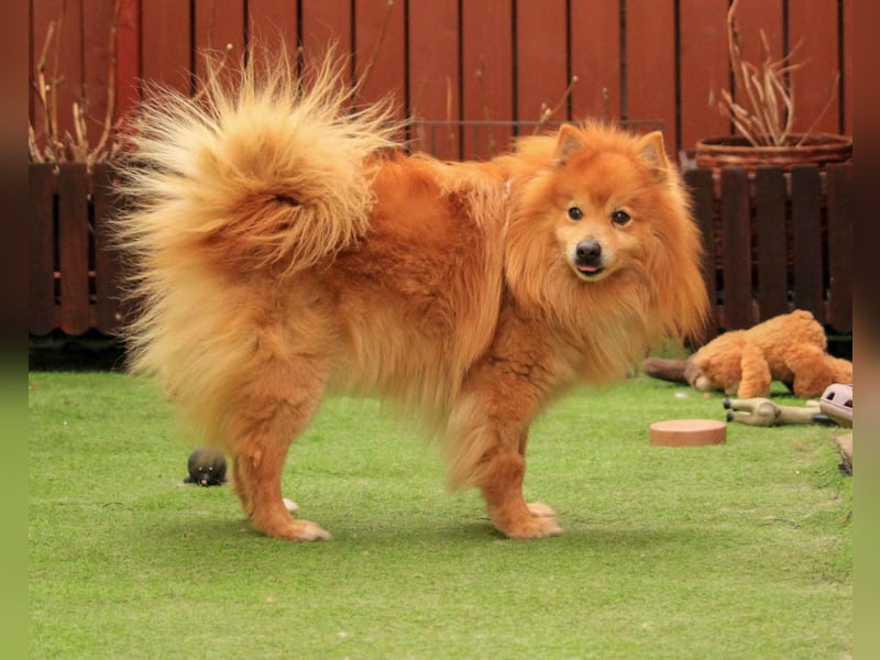 Balu SR – Schatz sucht Ruhe