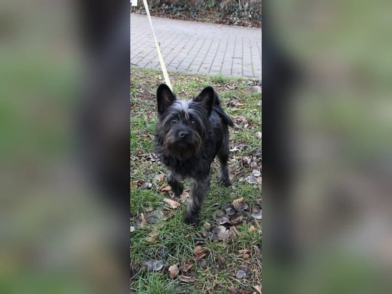 Sir Nighteye „Nighty“ sich eine für immer Familie