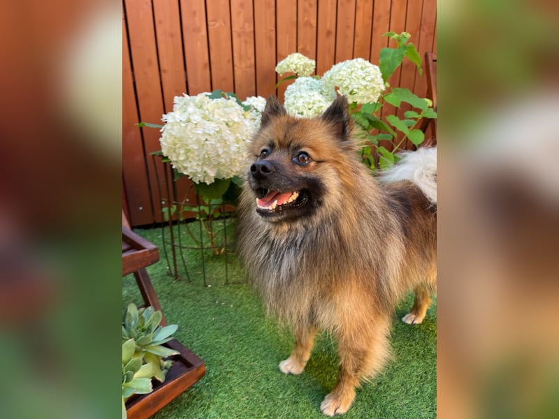 Bailey-SR, hübscher Kerl sucht ein Zuhause.