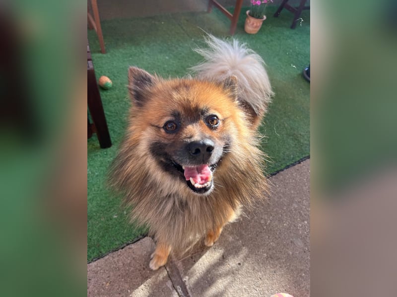 Bailey-SR, hübscher Kerl sucht ein Zuhause.