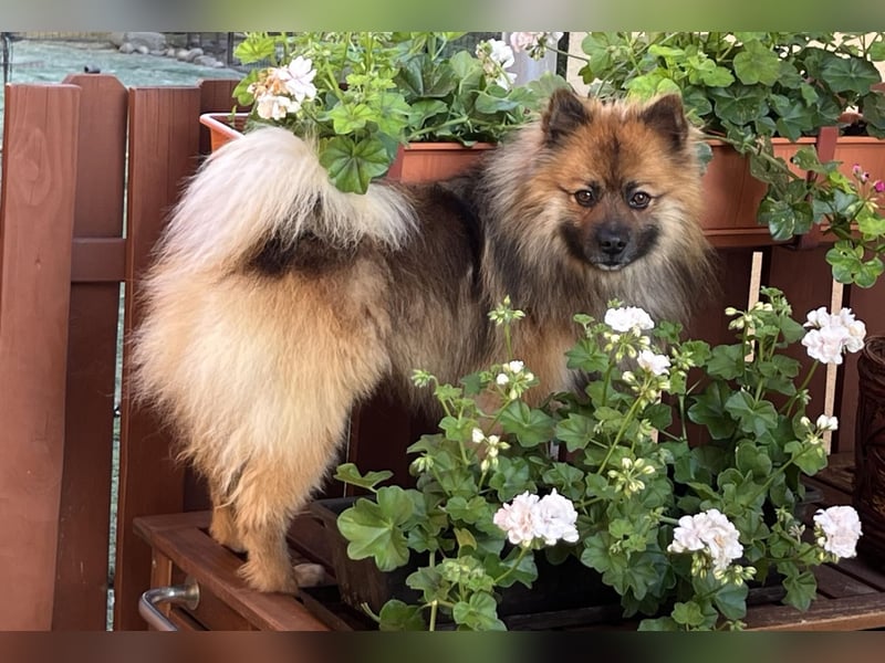 Bailey-SR, hübscher Kerl sucht ein Zuhause.