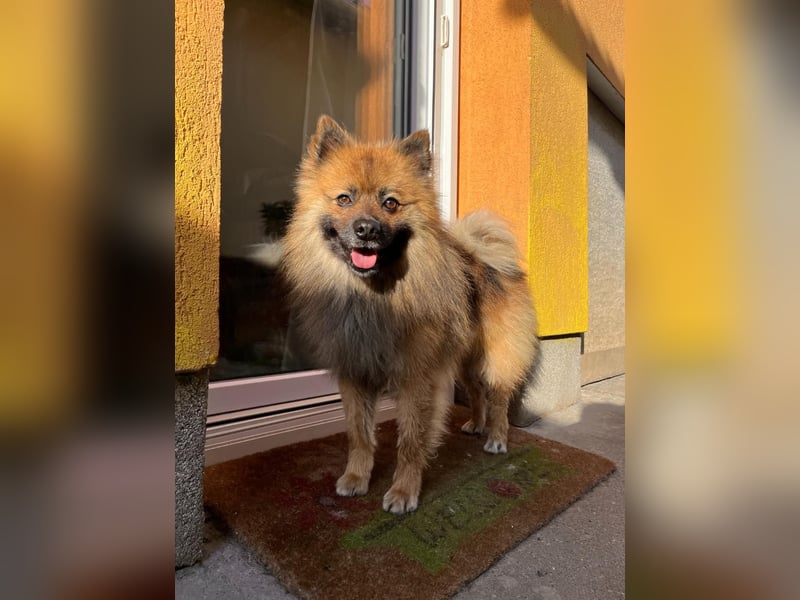 Bailey-SR, hübscher Kerl sucht ein Zuhause.