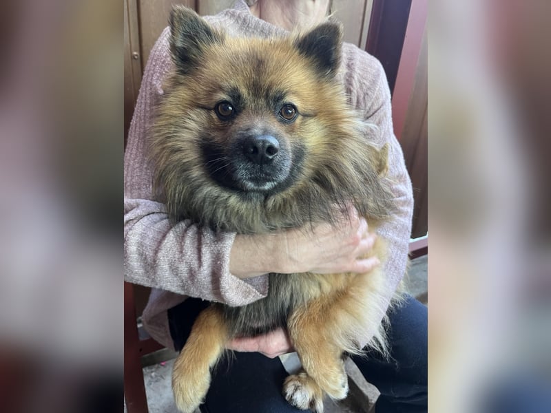 Bailey-SR, hübscher Kerl sucht ein Zuhause.