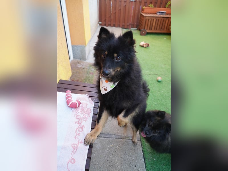 Theo SR – Schlauer Wirbelwind mit treuem Blick sucht aktives Zuhause
