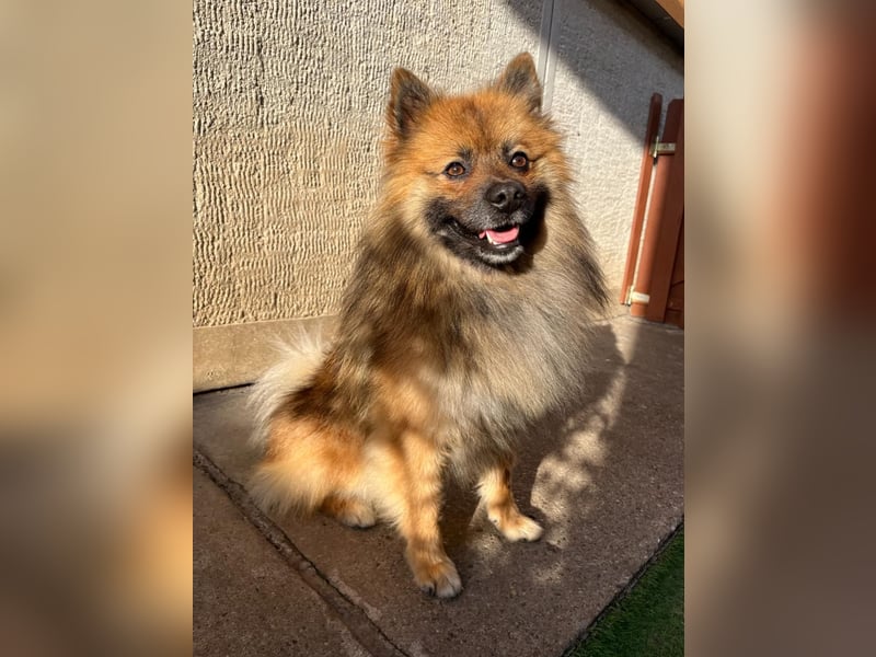 Bailey-SR, hübscher Kerl sucht ein Zuhause.