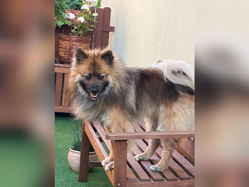 Bailey-SR, hübscher Kerl sucht ein Zuhause.