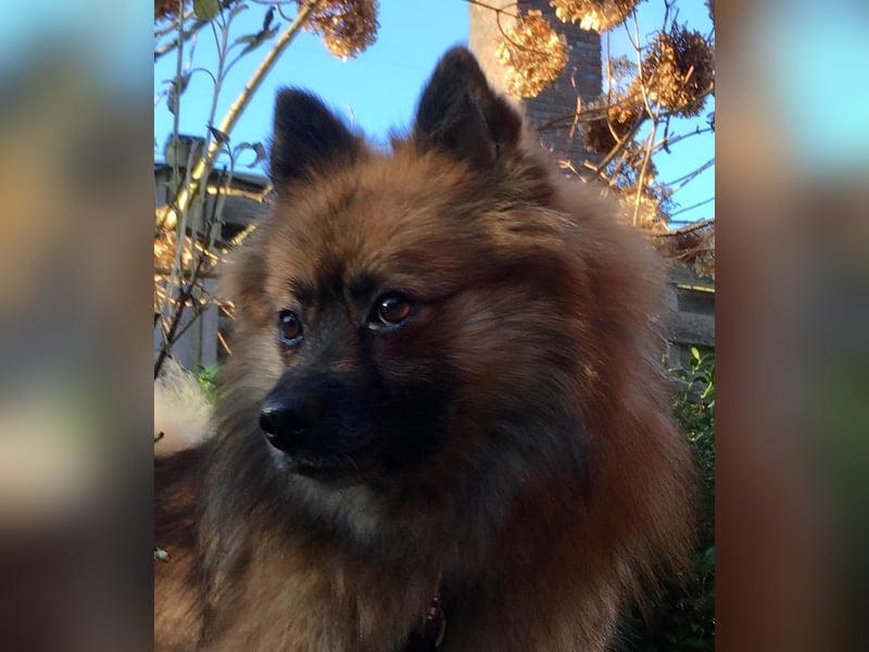 Bailey-SR, hübscher Kerl sucht ein Zuhause.