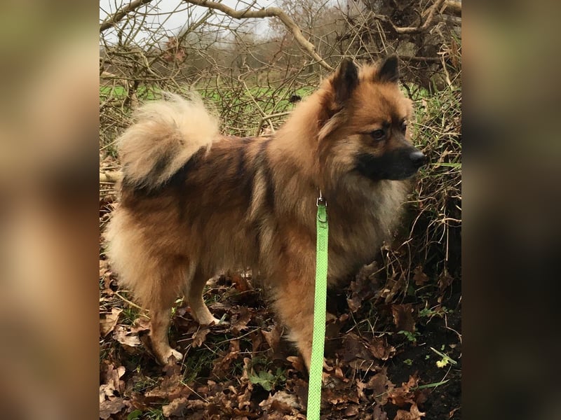 Bailey-SR, hübscher Kerl sucht ein Zuhause.