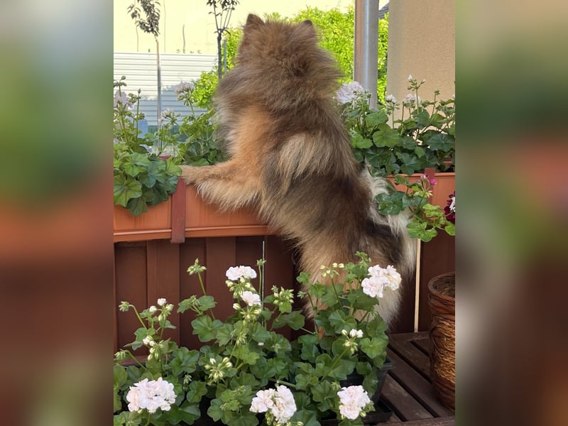 Bailey-SR, hübscher Kerl sucht ein Zuhause.