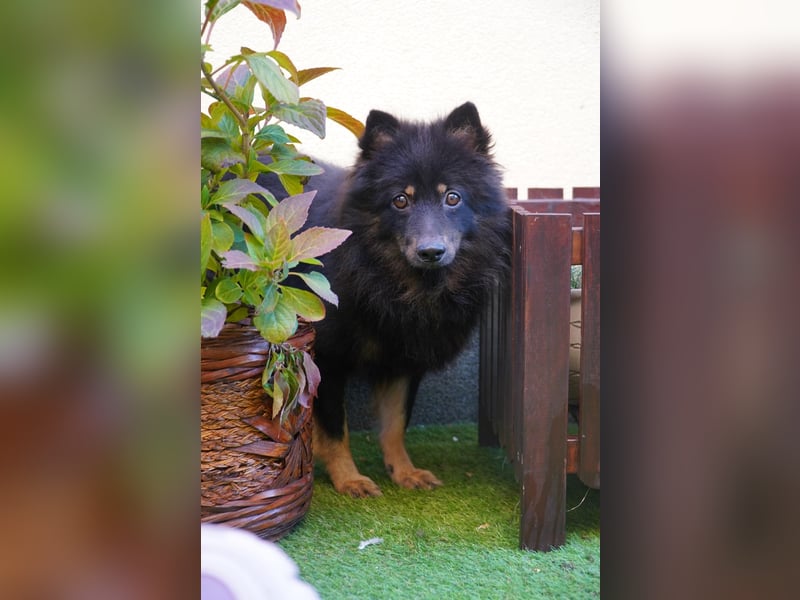 Theo SR – Schlauer Wirbelwind mit treuem Blick sucht aktives Zuhause