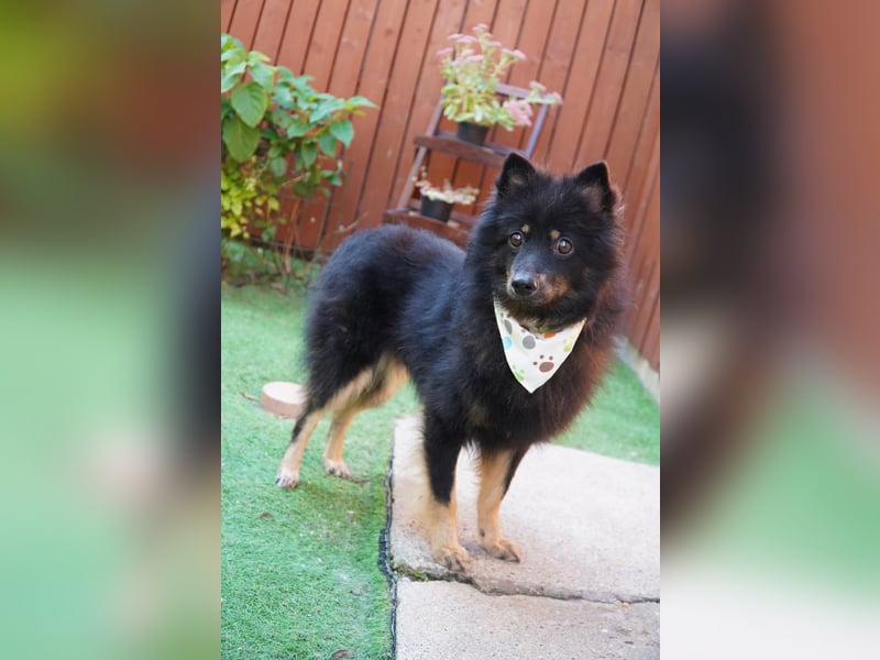 Theo SR – Schlauer Wirbelwind mit treuem Blick sucht aktives Zuhause