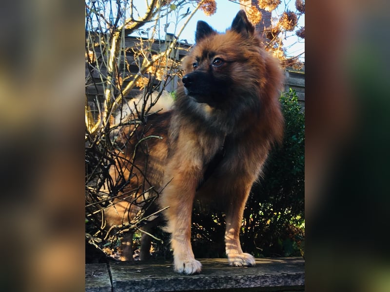 Bailey-SR, hübscher Kerl sucht ein Zuhause.