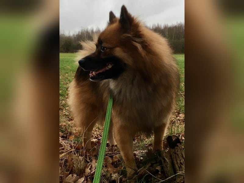 Bailey-SR, hübscher Kerl sucht ein Zuhause.