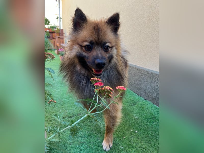 Bailey-SR, hübscher Kerl sucht ein Zuhause.