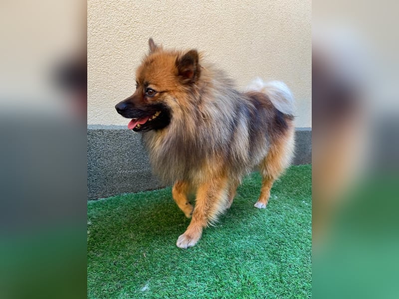 Bailey-SR, hübscher Kerl sucht ein Zuhause.