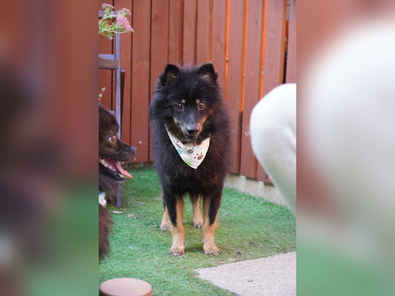 Theo SR – Schlauer Wirbelwind mit treuem Blick sucht aktives Zuhause