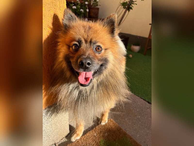 Bailey-SR, hübscher Kerl sucht ein Zuhause.