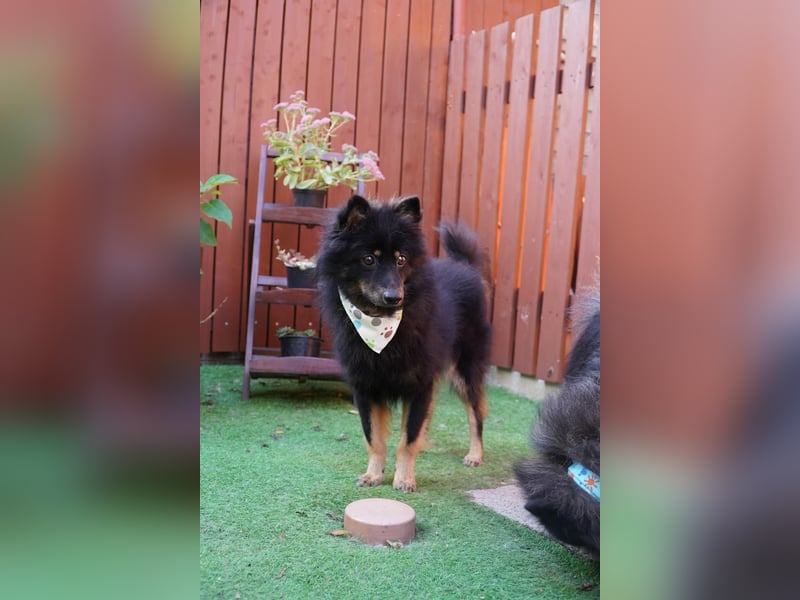 Theo SR – Schlauer Wirbelwind mit treuem Blick sucht aktives Zuhause