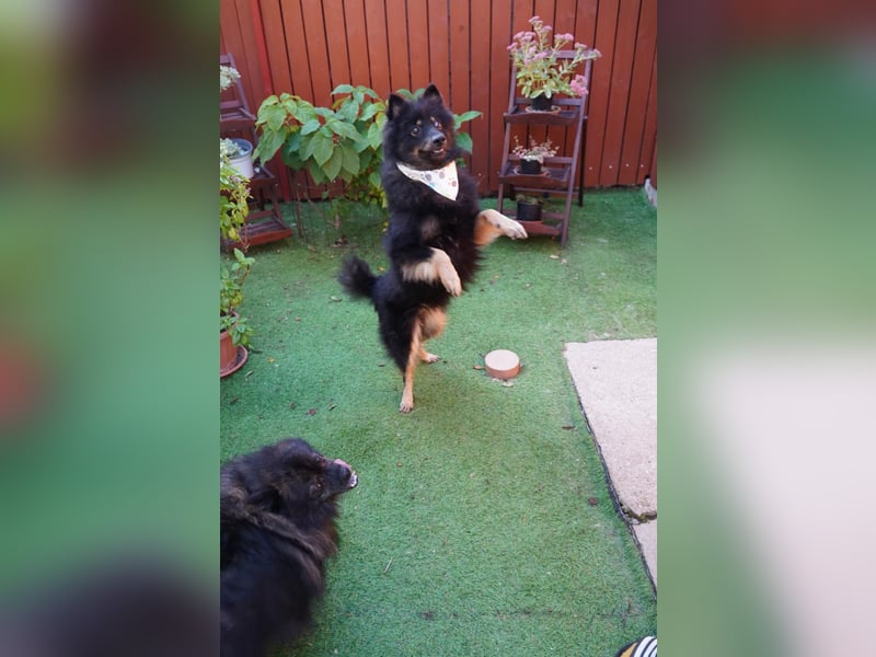 Theo SR – Schlauer Wirbelwind mit treuem Blick sucht aktives Zuhause