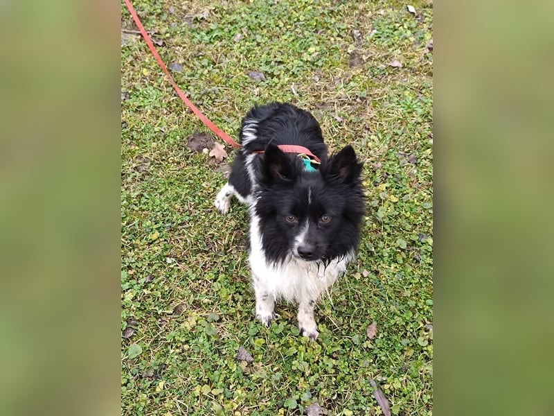 GISMO - der kleine Racker braucht etwas Zeit zum Auftauen und sucht ein liebes Zuhause
