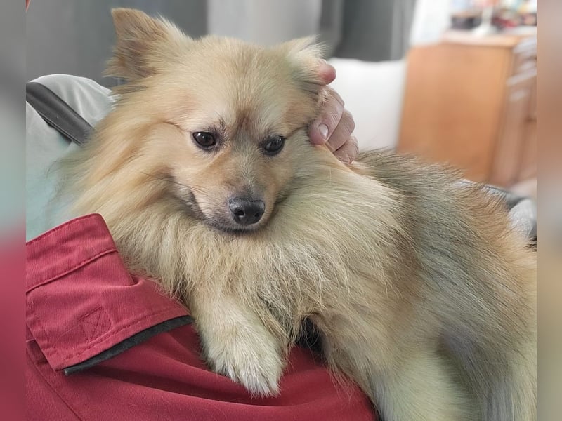 Ruffy SR - Freundlicher Spitz mit Charakter