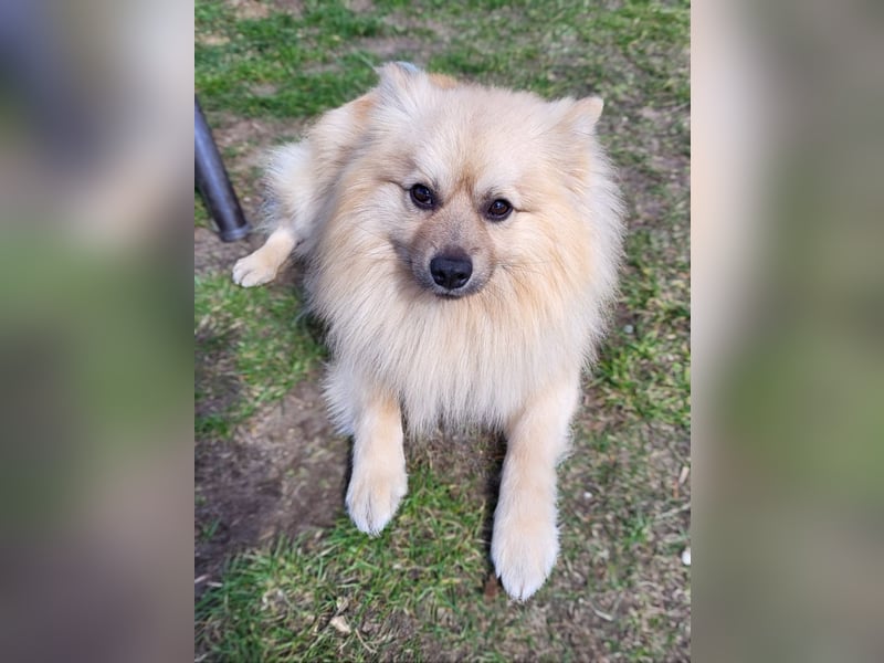 Ruffy SR - Freundlicher Spitz mit Charakter