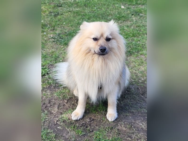 Ruffy SR - Freundlicher Spitz mit Charakter