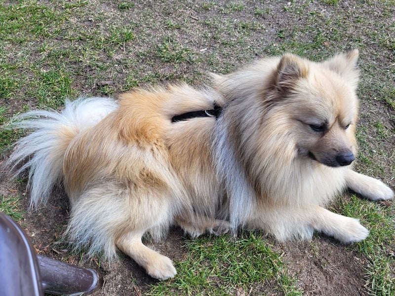 Ruffy SR - Freundlicher Spitz mit Charakter