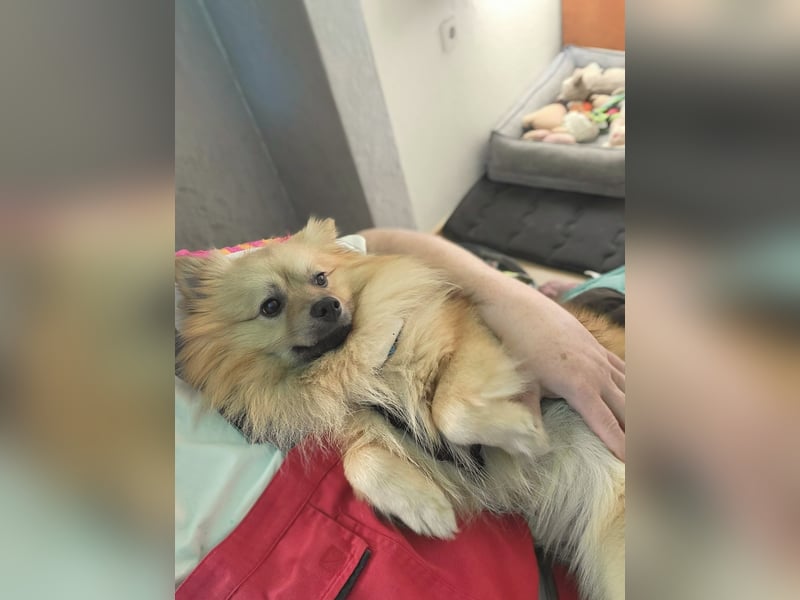 Ruffy SR - Freundlicher Spitz mit Charakter